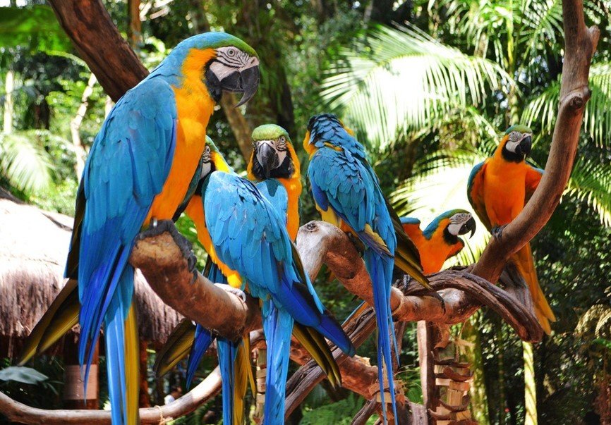 Top 6 Trilhas para Observação de Aves no Pantanal 2024