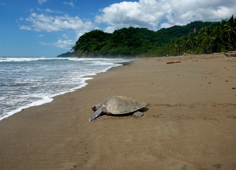 Top 8 Áreas de Observação de Tartarugas Marinhas no Espírito Santo 2024